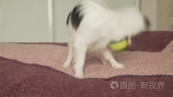 巴比龙大陆玩具猎犬小狗搞笑玩球素材视频