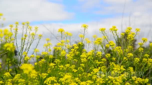 黄芥的天空