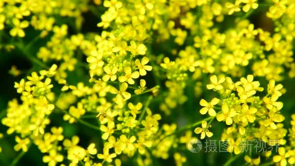 花的黄色油菜花特写