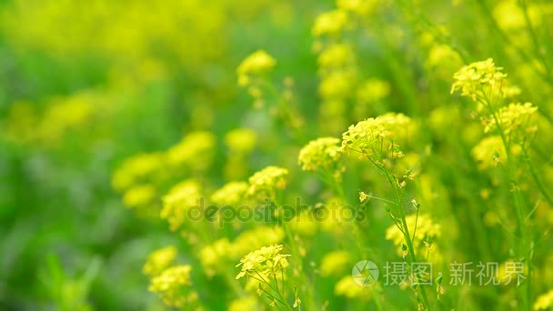 在字段中的黄色油菜花特写的花朵