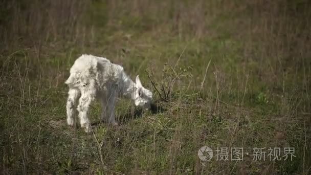 在农场上白国内山羊视频