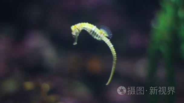 在水里游泳的美丽海马特写视频