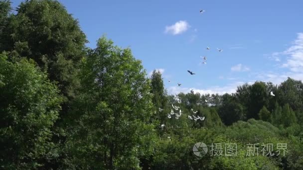 鸽子飞在蓝天，夏天公园树群。慢动作拍摄视频