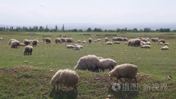 群羊放牧在山背景场视频