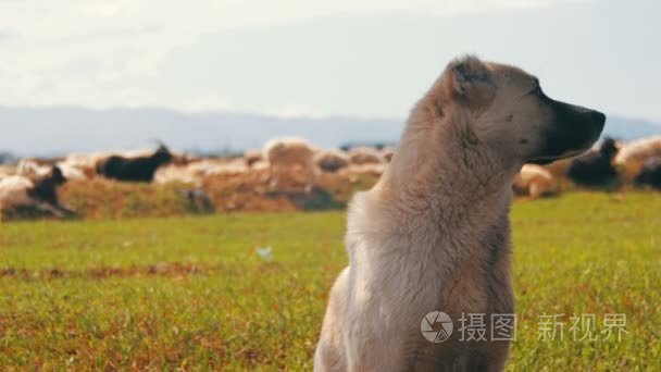 牧羊犬守卫这群羊领域视频