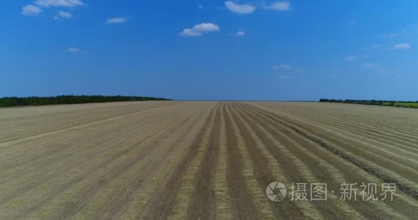 空中植物现场