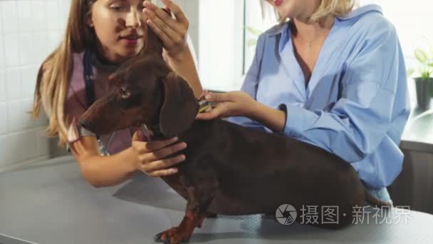 护士是检验了德国獾狗口视频