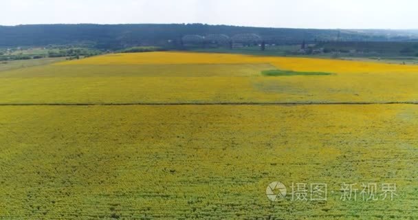 空中植物现场