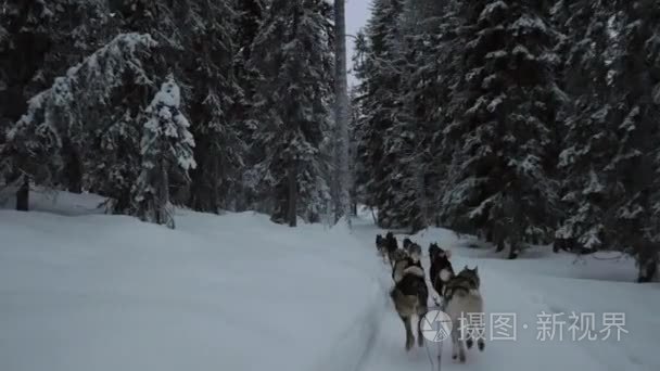 与狗拉雪橇在冬季森林骑视频