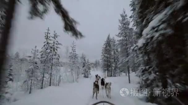 狗拉雪橇在冬日松树林中运行视频