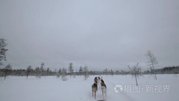 冬季旅游在树林中着狗拉雪橇视频