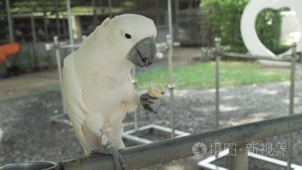 大白鹦鹉鹦鹉吃香蕉素材视频视频