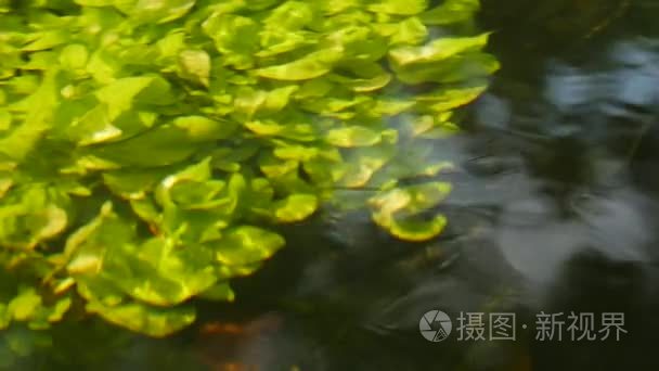 美丽的水下植物在河流水中移动视频