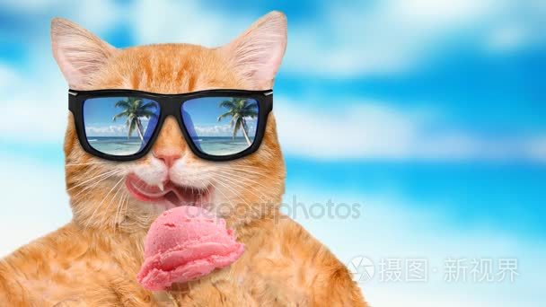 Cinemagraph-猫戴着墨镜在海面背景中休息