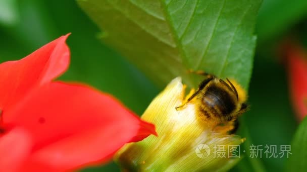 大黄蜂红色大丽花花蕾视频