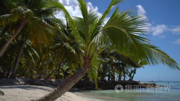 岛上热带沙滩的棕榈树。多米尼加