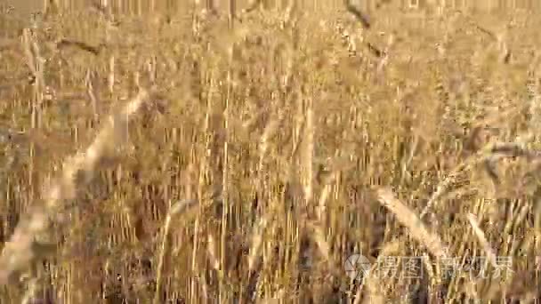 领域的成熟的小麦摄像机运动的捂住耳朵