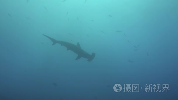 锤头鲨游在蓝色的大海寻找食物视频