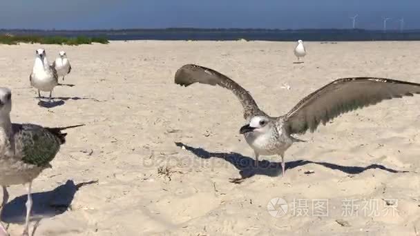 海鸥在黑海海岸沿着沙滩走