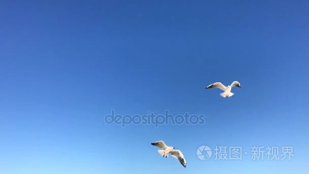 在天空中飞翔的海鸥视频
