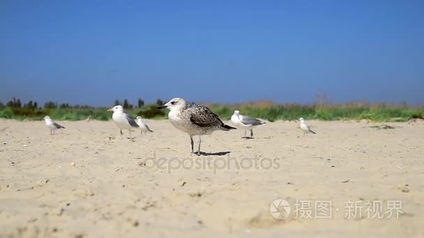 海鸥在沙滩上