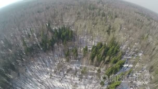 飞越混交林和针叶树和桦树，冬季场景