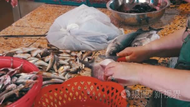 结垢鱼市场摊位卖鱼的小贩视频