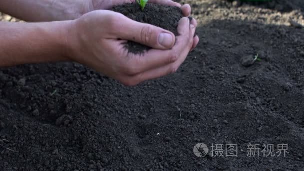 勒芒手插秧入土壤在黑色的背景视频