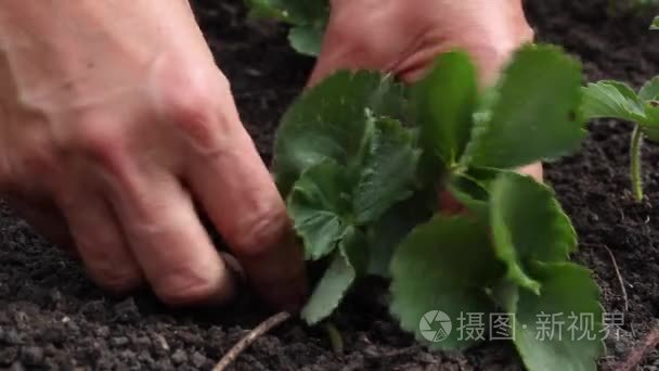 种植草莓的手视频