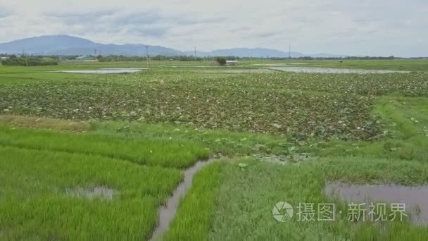 从莲花种植园分别增长的稻田视频