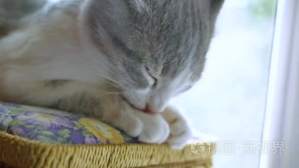 小猫正在洗舔爪子坐在窗边。可爱的猫咪猫洗爪子