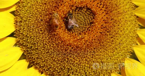 蜂蜜蜜蜂授粉向日葵开花视频