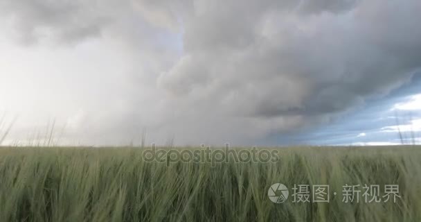 领域的雷雨前的大麦视频