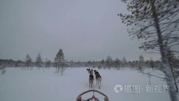 狗拉雪橇在雪木中运行视频