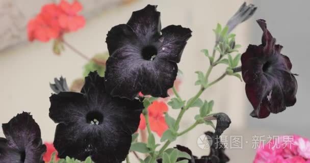 黑色的园林花卉视频