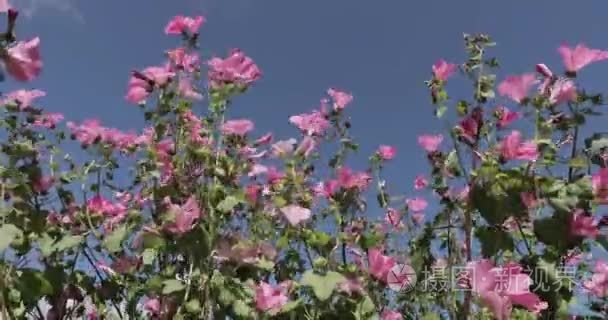 鲜花对蓝蓝的天空视频