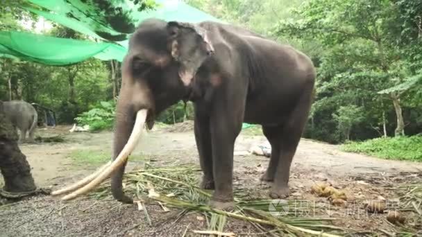 大大象象牙库存录像视频视频