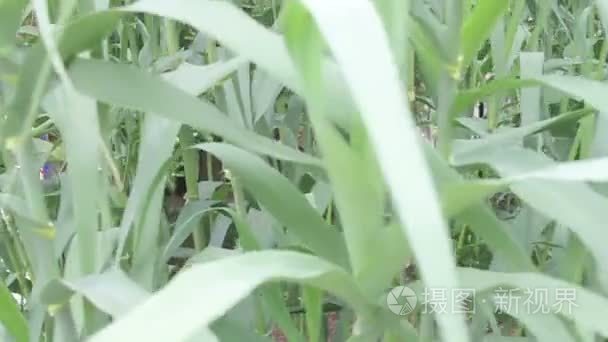 玉米秸秆生长的特写视频