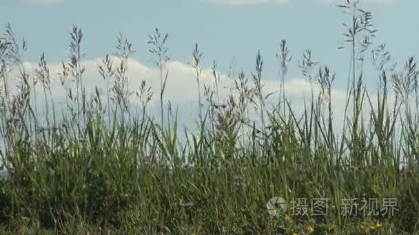 科罗拉多州草与天空背景视频