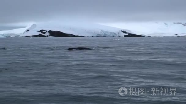 鲸鱼游南极海岸视频