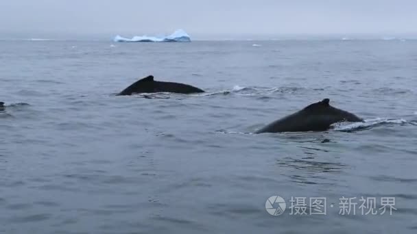 鲸鱼很快在海水中游泳与波视频