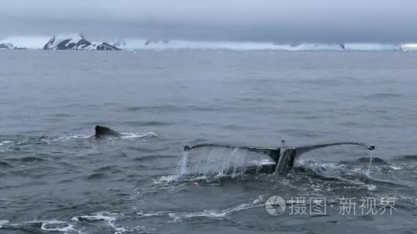 在海洋中的鲸尾一个特写视频