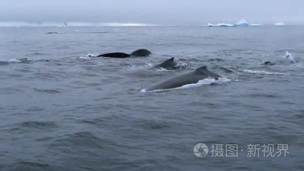 鲸鱼在海水中游泳与一群视频