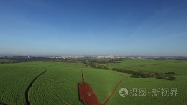 空中的蔗田在巴西里贝朗普雷图视频