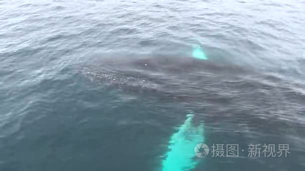 一只大鲸鱼慢慢地浮现从水视频