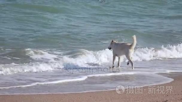 在海上冲浪狗视频