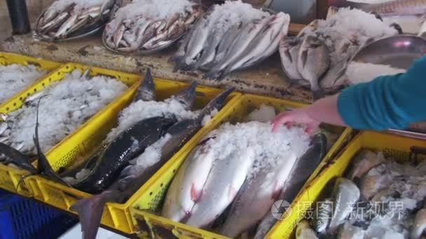 在场外交易市场上的新鲜海洋鱼视频