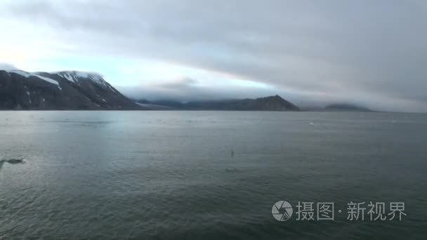 鸟类和水面上北冰洋雪山背景视频