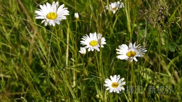 野雏菊生长在领域上视频