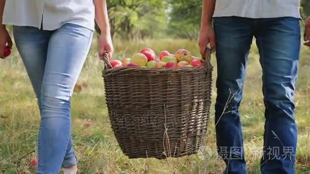 农民携带满满的一筐苹果。特写